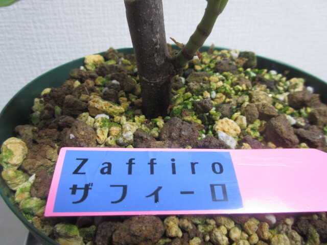 ザフィーロ☆Zaffiro☆イチジク☆いちじく☆苗木☆１円スタート☆高糖度☆イタリア原産の画像2