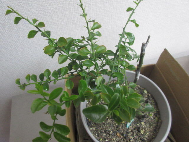 da- Ram emerald *. production kind * finger lime * connection tree seedling 2 year * goods kind decision seedling * forest. caviar * Australia . production *1 jpy start 