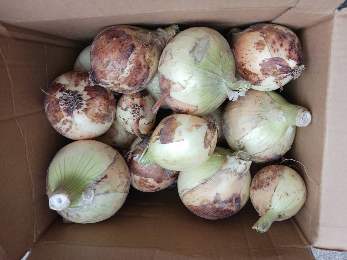  Awaji Island production new onion ..[ the 7 treasures ] with translation 5 kilo 