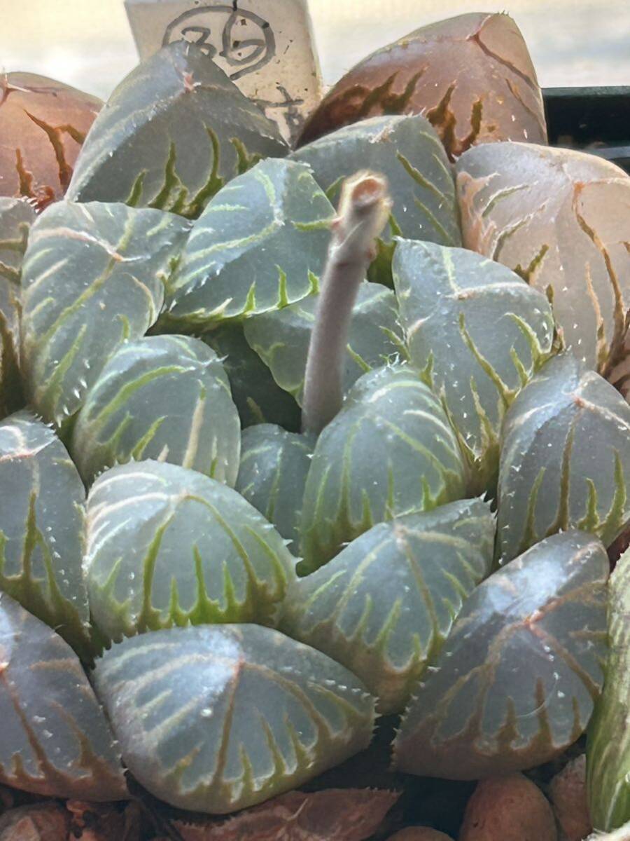 ■15　樹晶BP×BBオブツーサ　オブツーサ錦×ベヌスタ　ハオルチア　多肉植物_画像2
