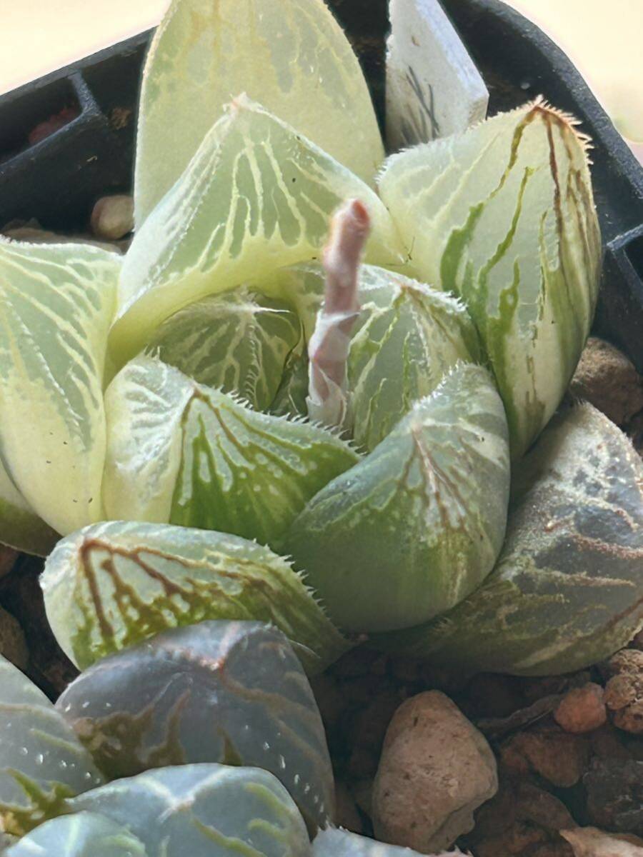 ■15　樹晶BP×BBオブツーサ　オブツーサ錦×ベヌスタ　ハオルチア　多肉植物_画像7