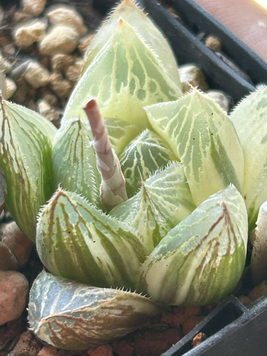 ■15　樹晶BP×BBオブツーサ　オブツーサ錦×ベヌスタ　ハオルチア　多肉植物_画像8