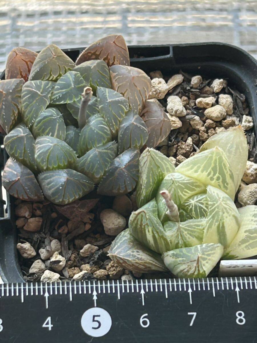 ■15　樹晶BP×BBオブツーサ　オブツーサ錦×ベヌスタ　ハオルチア　多肉植物_画像9