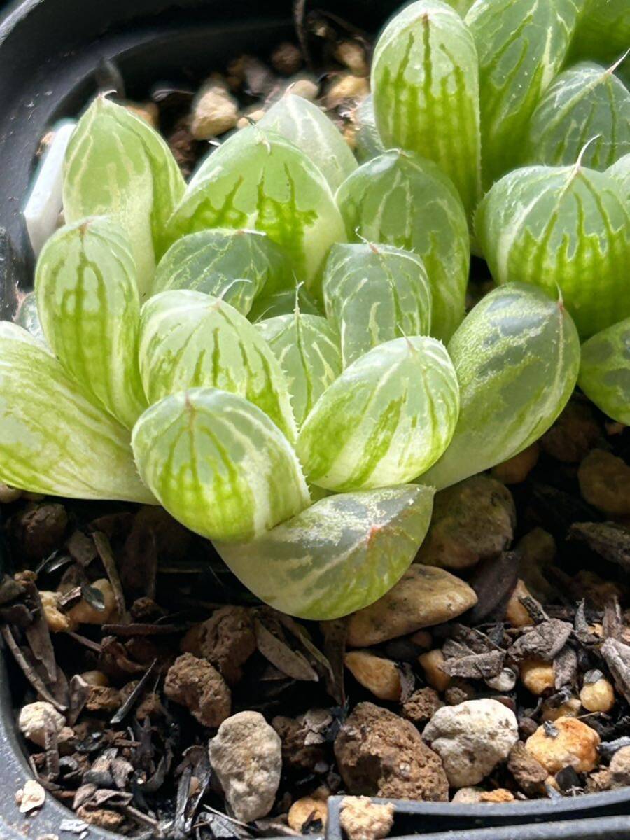 ■02　チャイニーズ錦　ハオルチア　多肉植物　オブツーサ錦　２株_画像5