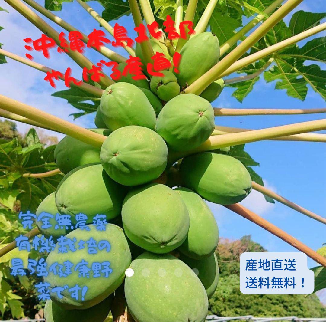 とれたて島野菜！沖縄産青パパイヤおまかせ2.2kg以上！サラダや炒め物にも！