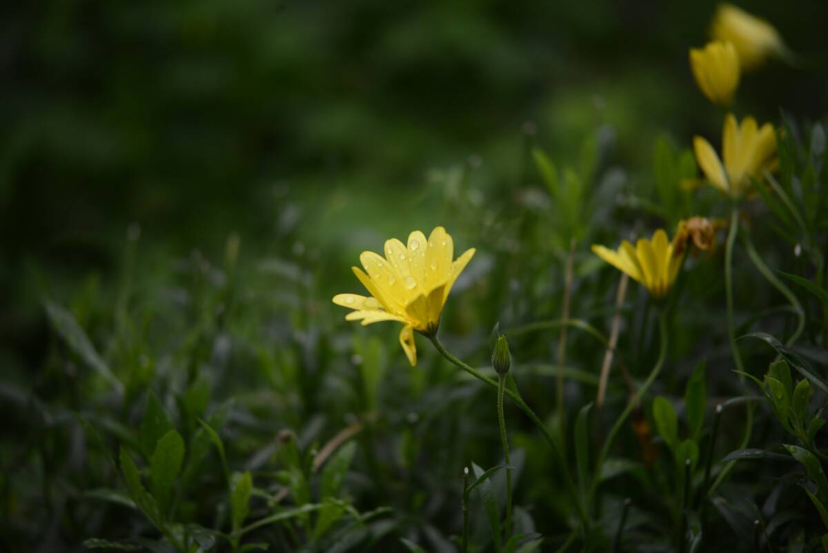 【536】Nikon Zoom-NIKKOR-C Auto 80-200㎜ｆ4.5（No.188213）★実写確認済_画像7