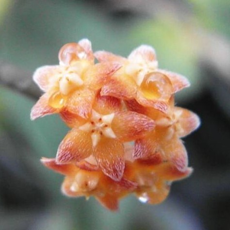 Y135「大株」Hoya spartioides (台湾株)【3/26輸入・ホヤ・スパルチオイデス】_参考写真 (花)