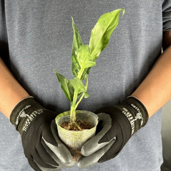 Y091「細葉・大株」Aglaonema pictum tricolor 'Star Spot' (台湾株)【3/26輸入・アグラオネマ・ピクタム・トリカラー・アロイド】の画像3