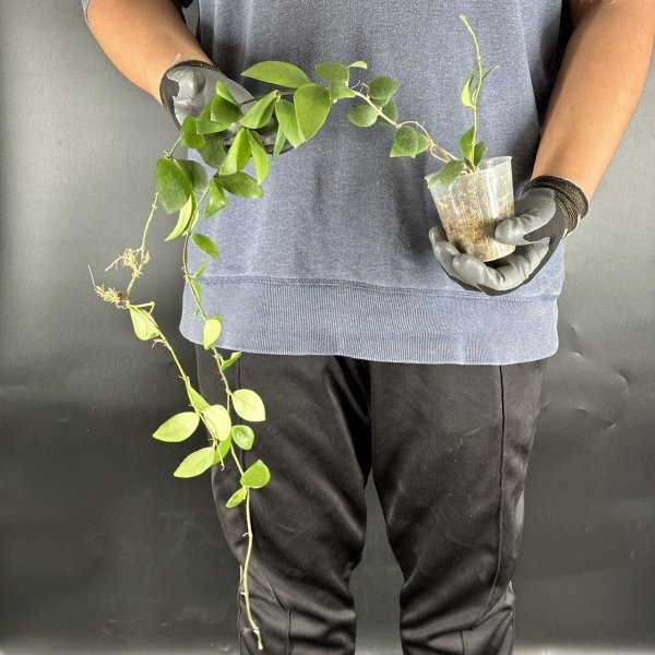 Y105「大株」Hoya myrmecopa 'Big leaves' (台湾株)【3/26輸入・(準) アリ植物・ホヤ・ミルメコパ・大葉タイプ】の画像2