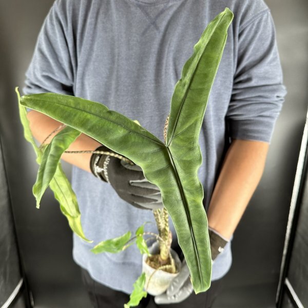 Y129「特大株」Alocasia zebrina 'Tigrina Superba'【3/26輸入・アロカシア・ゼブリナ・ティグリナ・スパーバ・クワズイモ・アロイド】_画像1