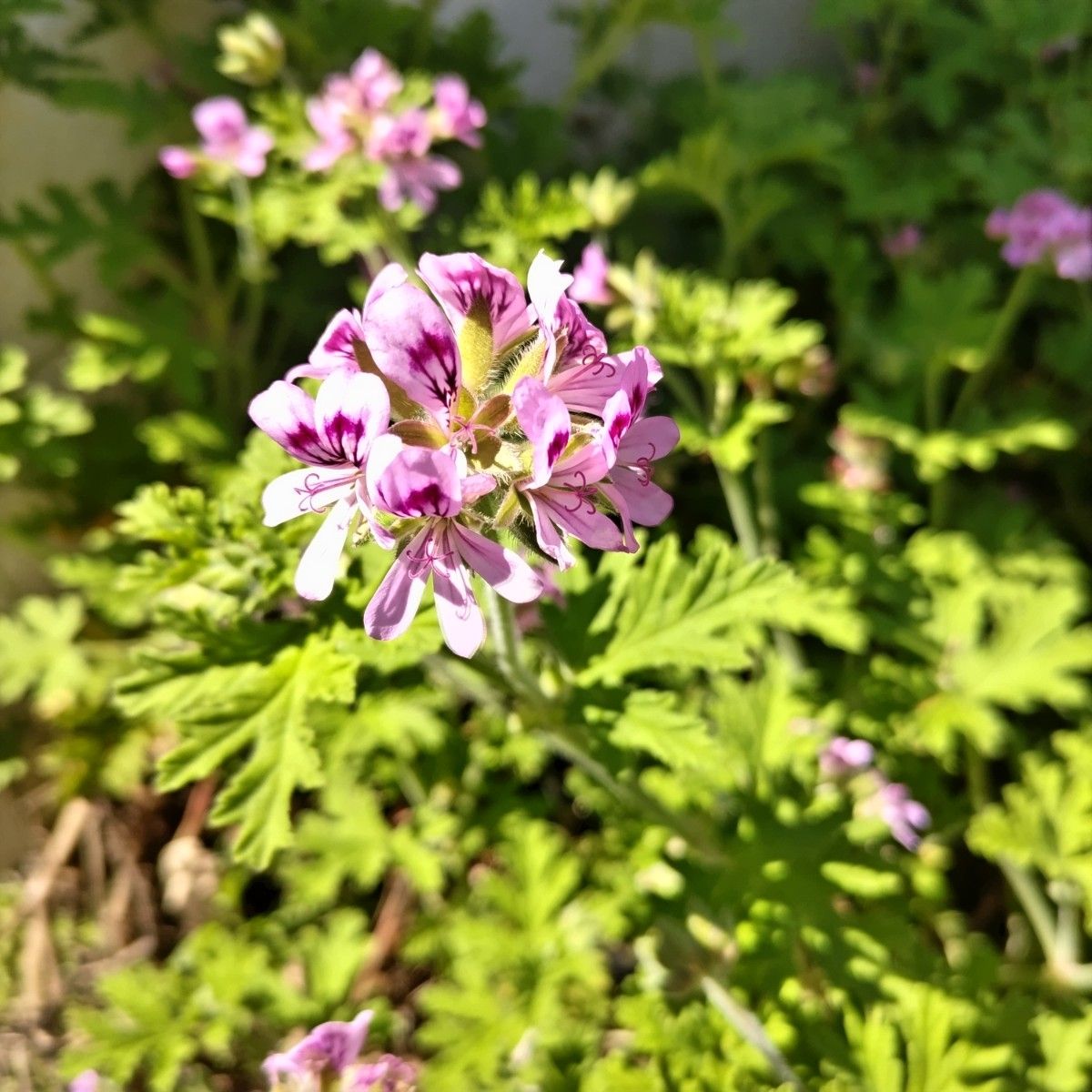 ローズゼラニウム　カット苗8本　押し芽用　押し穂　蚊よけ草