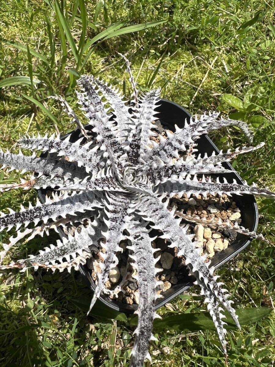 Q Dyckia (tarzan #Q1 × Arizona) Hybrid ディッキア Bromeliad_画像5