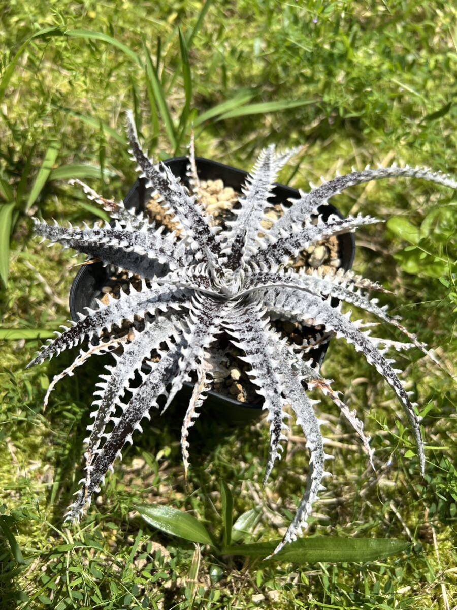 Q Dyckia (tarzan #Q1 × Arizona) Hybrid ディッキア Bromeliad_画像1