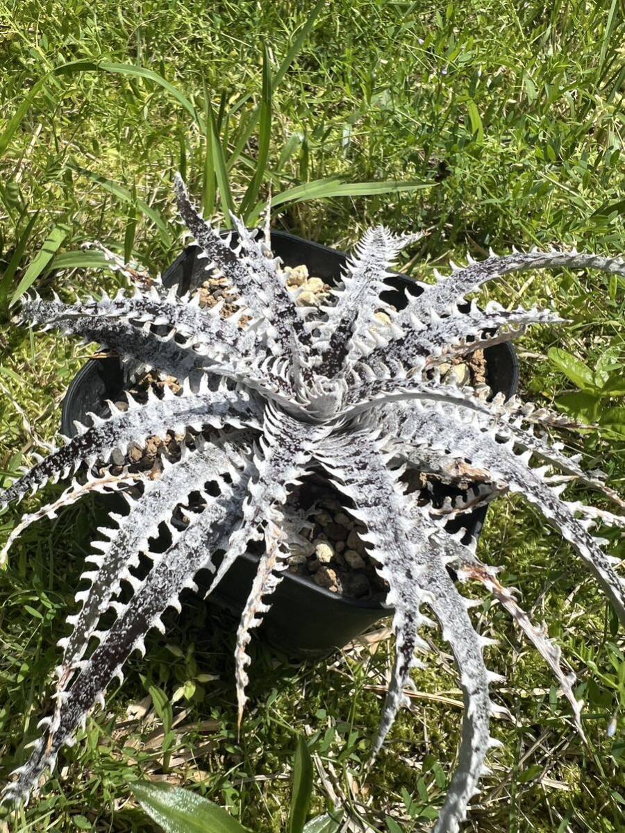 Q Dyckia (tarzan #Q1 × Arizona) Hybrid ディッキア Bromeliad_画像2