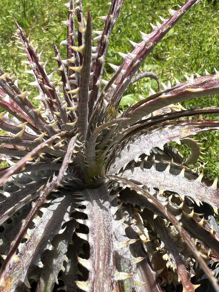 Q Dyckia Dakota hybrid Dyckia ディッキア _画像6