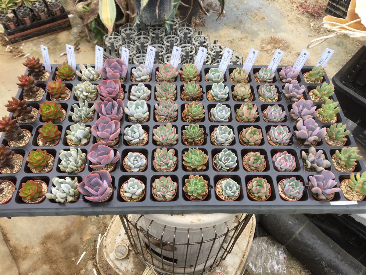 多肉植物 1寸苗12種類72ポットセット 寄せ植え ワークショップ 多肉植物 1寸苗12種類72ポットセット 寄せ植え ワークショップ