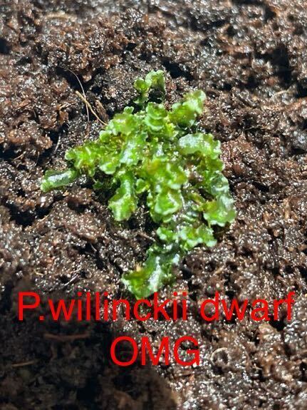 P.willinckii dwarf OMG 5_画像1