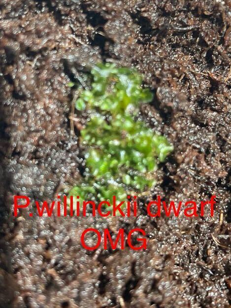 P.willinckii dwarf OMG 1の画像1