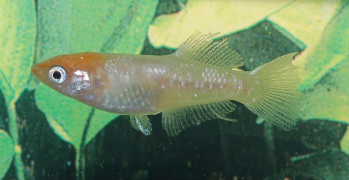 【Aquaメダカ】ハイビスカス　雄1雌1 1ペア　ヒレ伸び始めています！兄弟魚にアルビノ、ダルマでています！おすすめです(^^)②_画像4