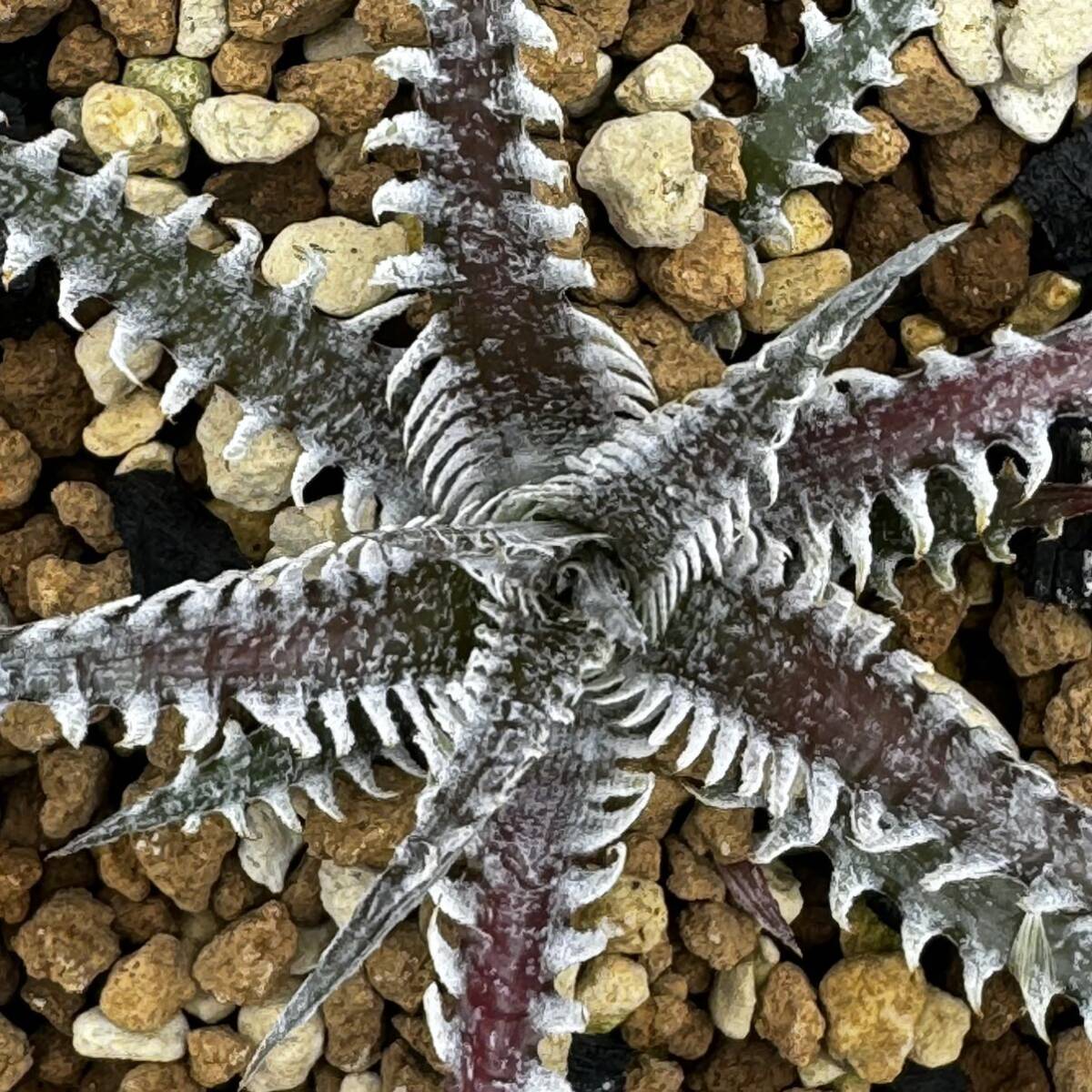 ディッキア アベ (Dyckia Abe)の画像5