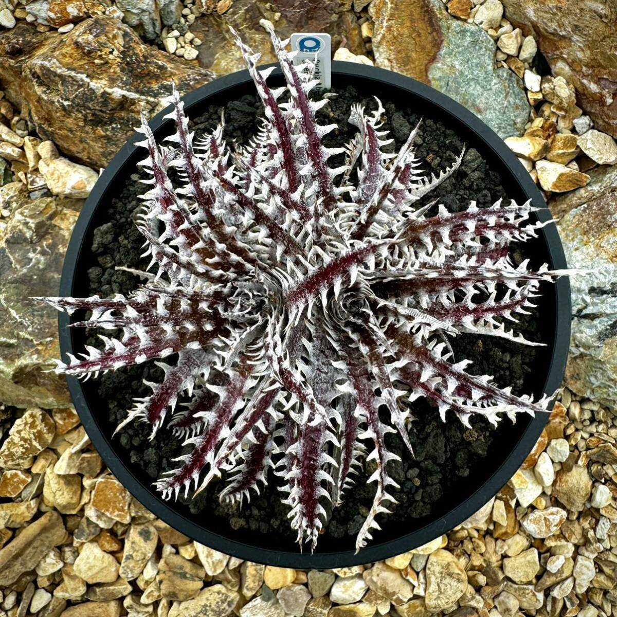 ti Kia abe(Dyckia Abe)