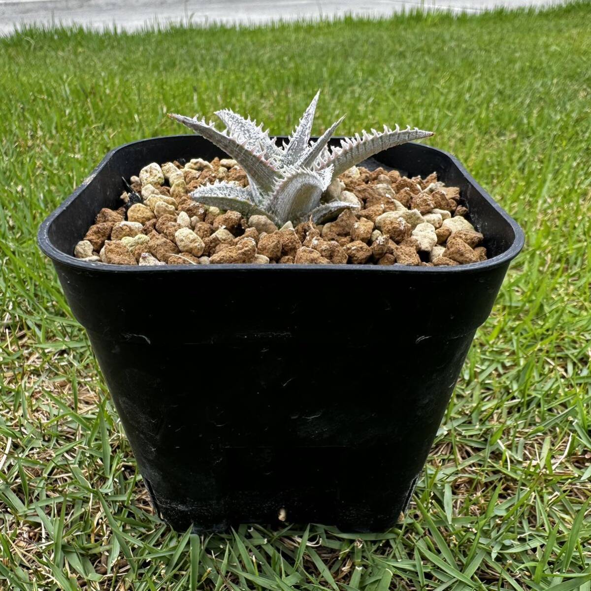 ti Kia wasabi (Dyckia Wasabi)