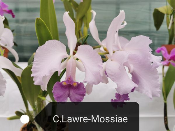 ◇◇洋蘭祭り◇◇ C. Lawre-Mossiae '#2'_画像1