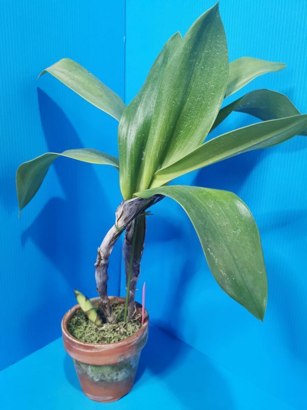 ◇◇洋蘭祭り◇◇ Den. macrophyllum aureum type 'Hiuchi' (Div)の画像4