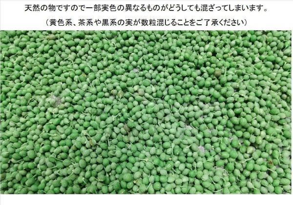 【枝取り・アク抜き済】【ぶどう山椒】プレミアムグレード生冷凍 和歌山県産 実山椒300g ＊軸付き (2024新物は6月初旬より販売）ｍ_画像8