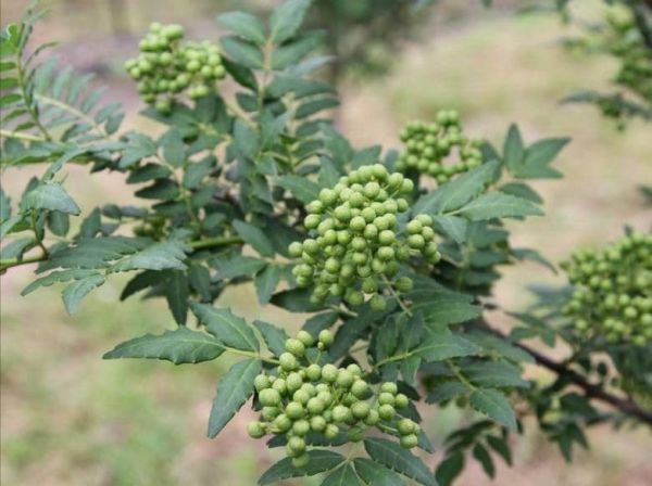 【枝取り・アク抜き済】【ぶどう山椒】プレミアムグレード生冷凍 和歌山県産 実山椒500g ＊軸付き (2024新物は6月初旬より販売）i_画像7