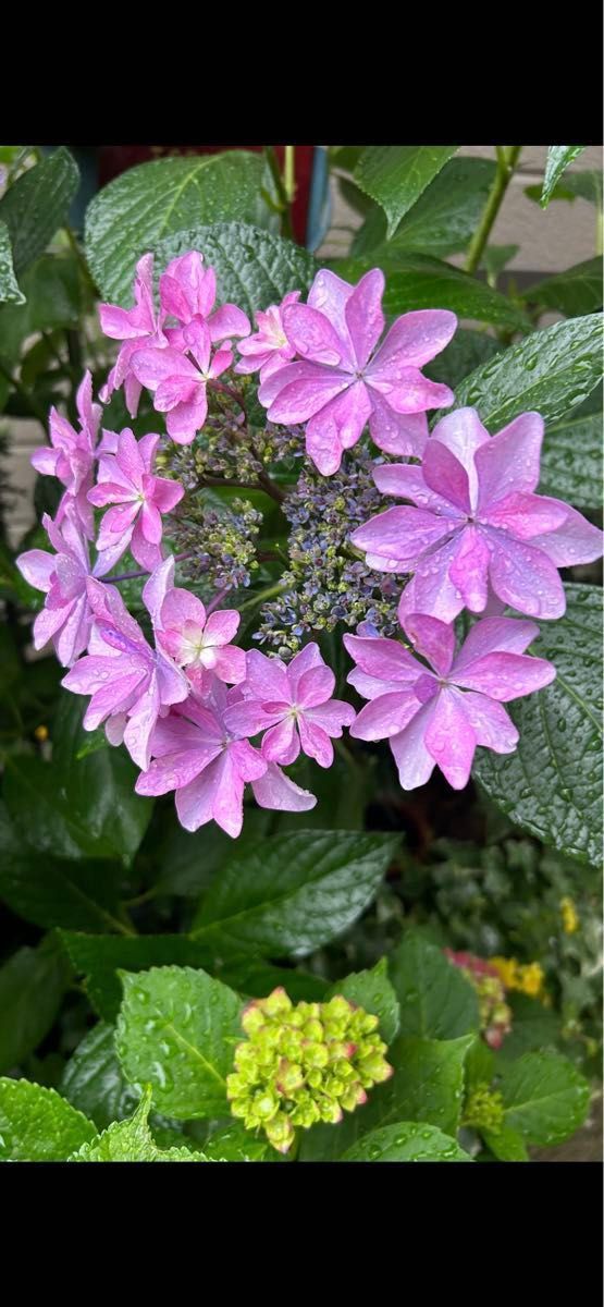 紫陽花挿し木用2本、写真上の紫陽花