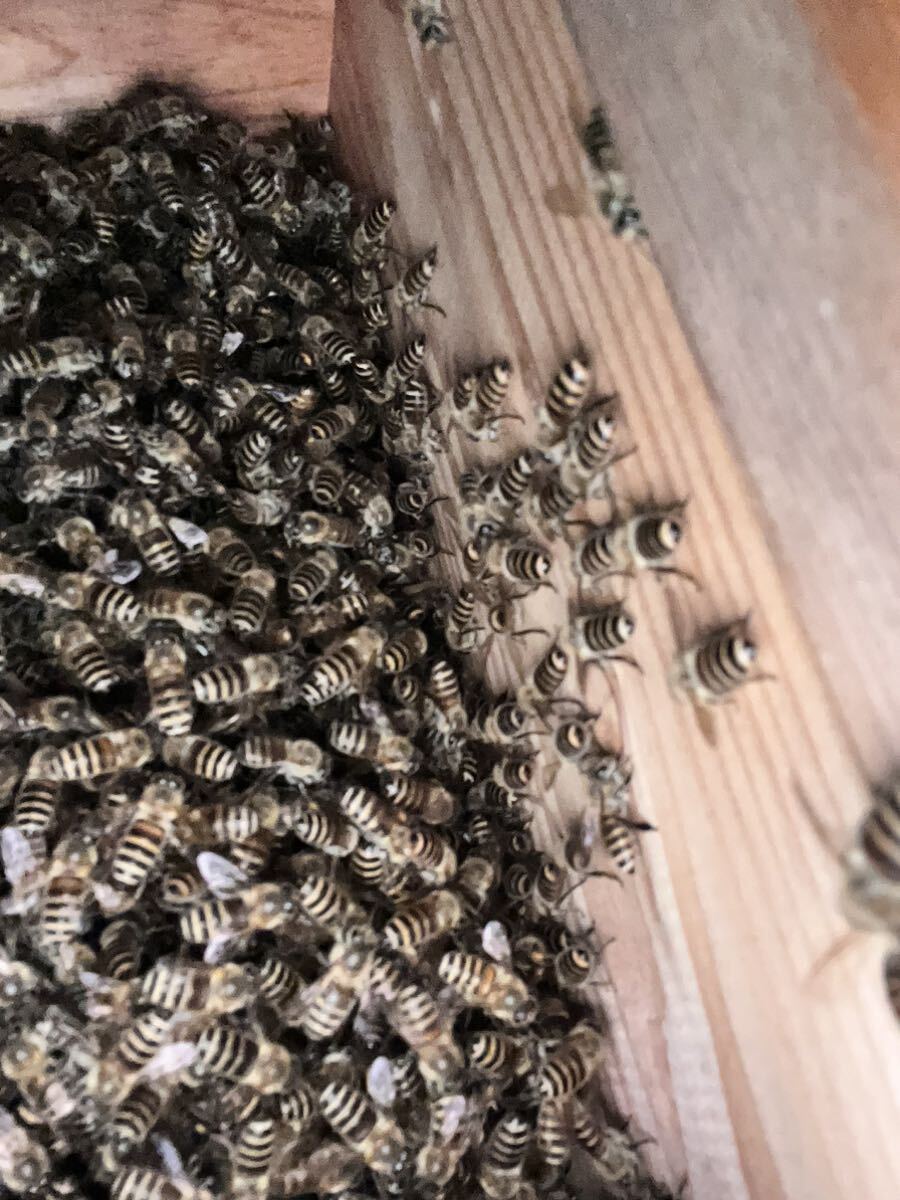 【手渡し限定】 日本蜜蜂 分蜂群 ミツバチ 夏分蜂見込み群の画像2
