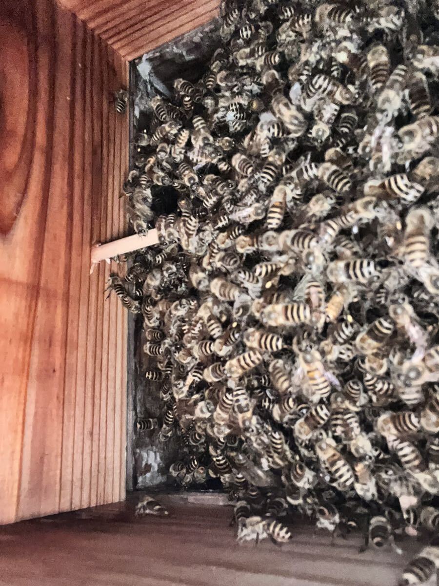 【手渡し限定】 日本蜜蜂 分蜂群 ミツバチ 夏分蜂見込み群の画像3