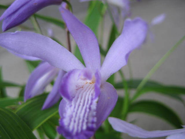 ( blue purple orchid )9cm. pot seedling 