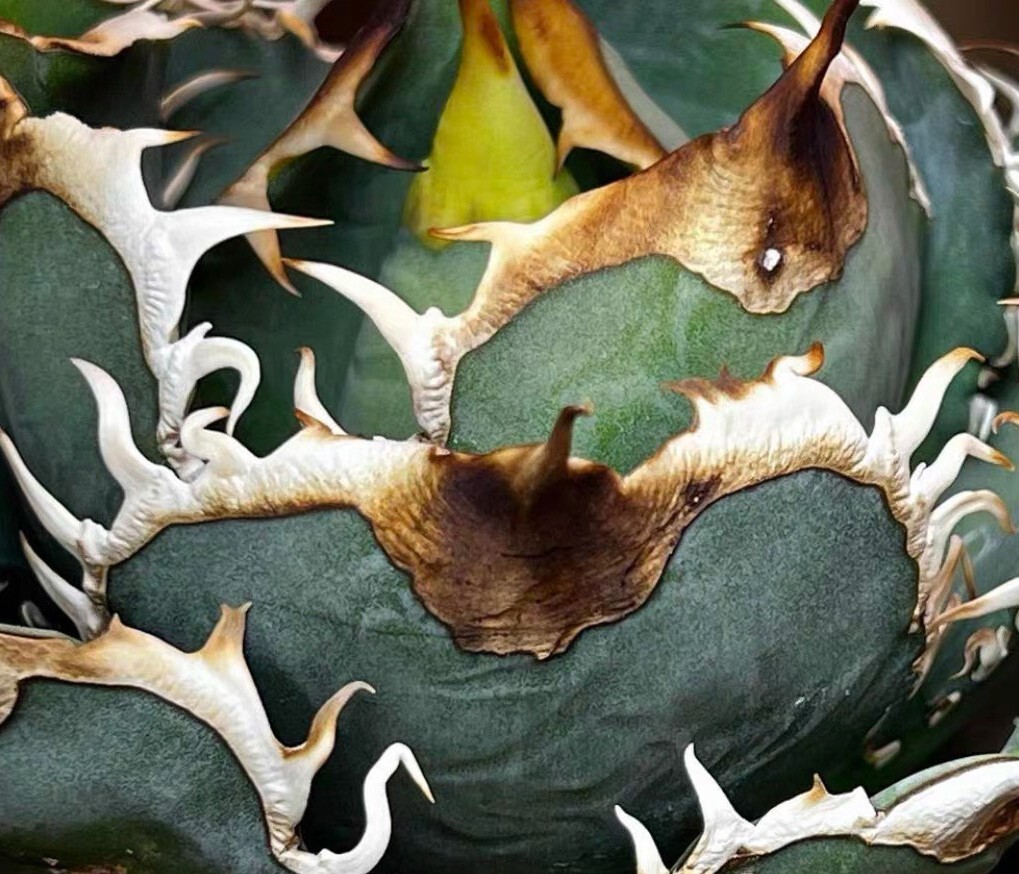 XA139多肉植物 アガベ チタノタ Agave titanota麻花龍 の画像1