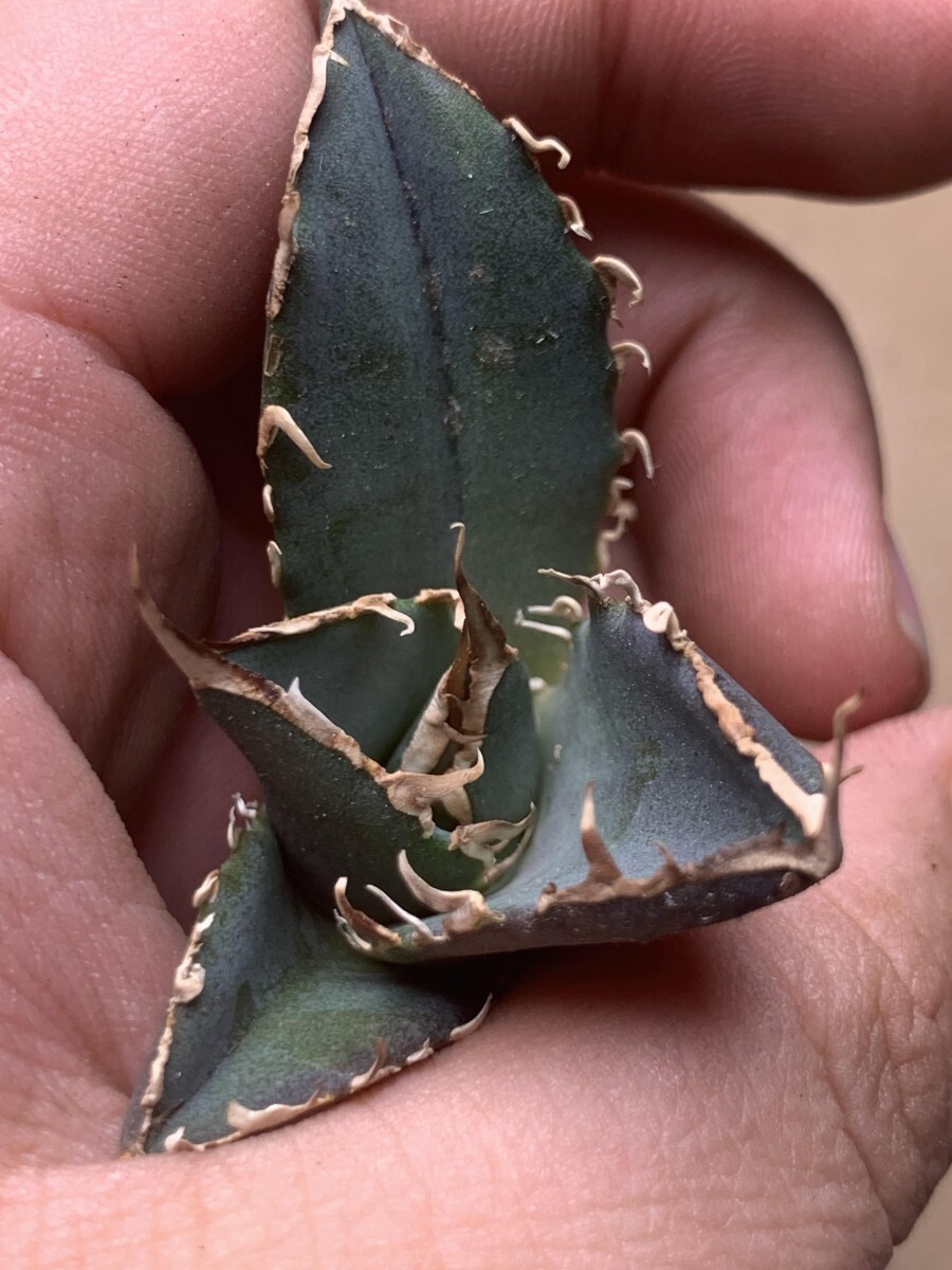 BM113多肉植物 アガベ チタノタ SAD南アフリカダイヤモンドの画像4