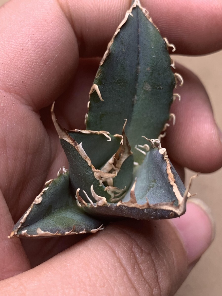 BM113多肉植物 アガベ チタノタ SAD南アフリカダイヤモンドの画像8