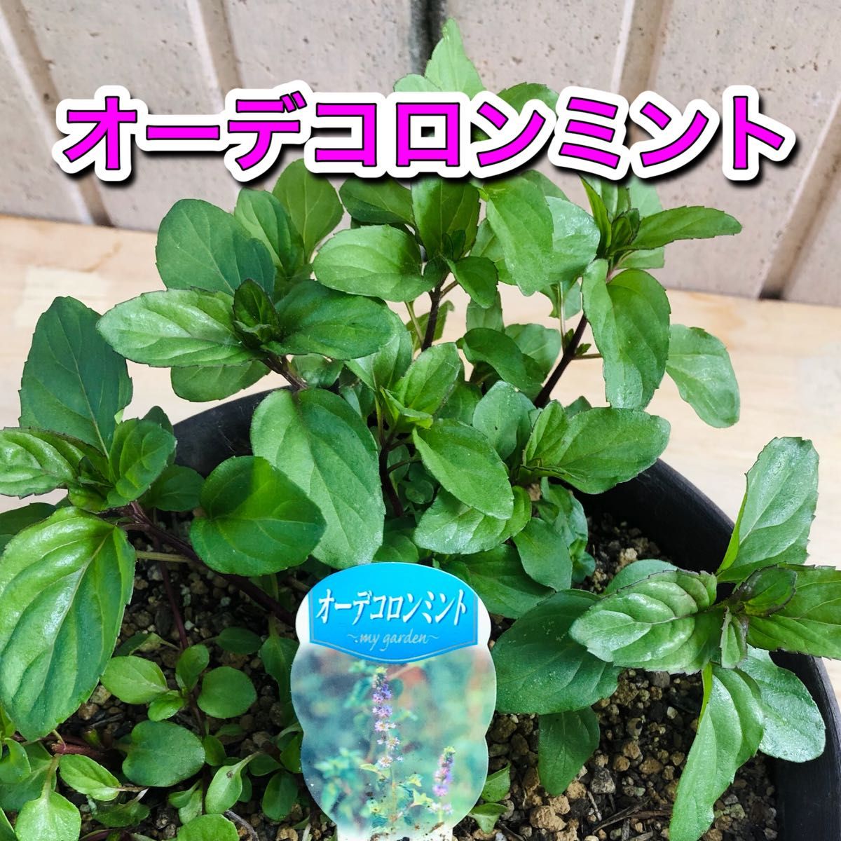 ◆お得セット ミント ハーブ ペニーロイヤルミント カメムシ 苗 無農薬 果物 フルーツ 防虫 グランドカバー ダニ アリ ノミ