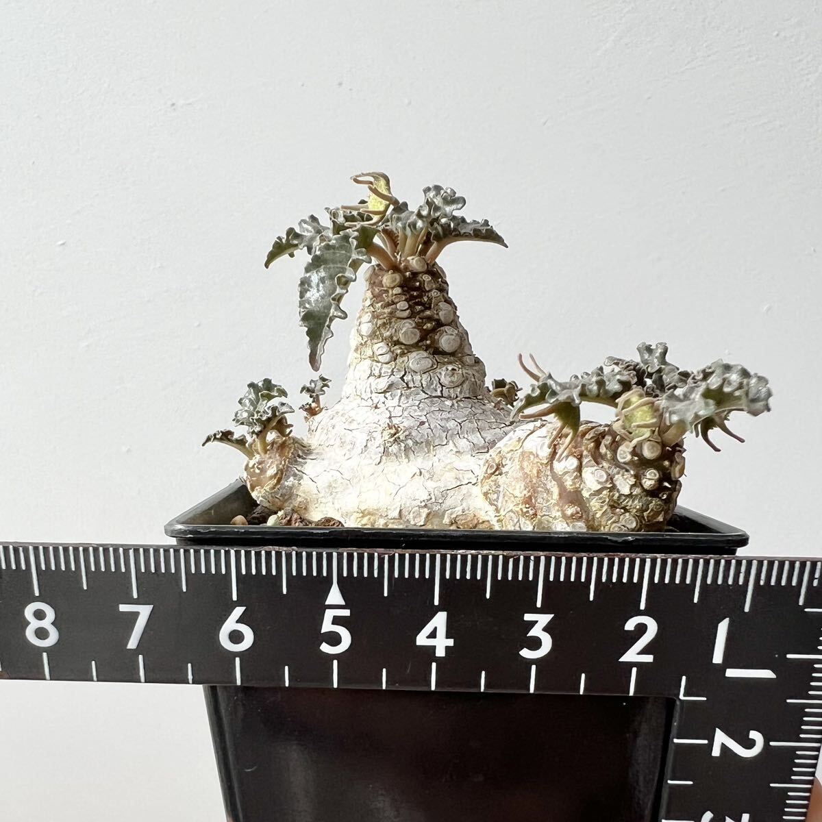 Dorstenia horwoodii ドルステニア・ホルウッディ 検) 多肉植物 塊根植物 コーデックス_画像9