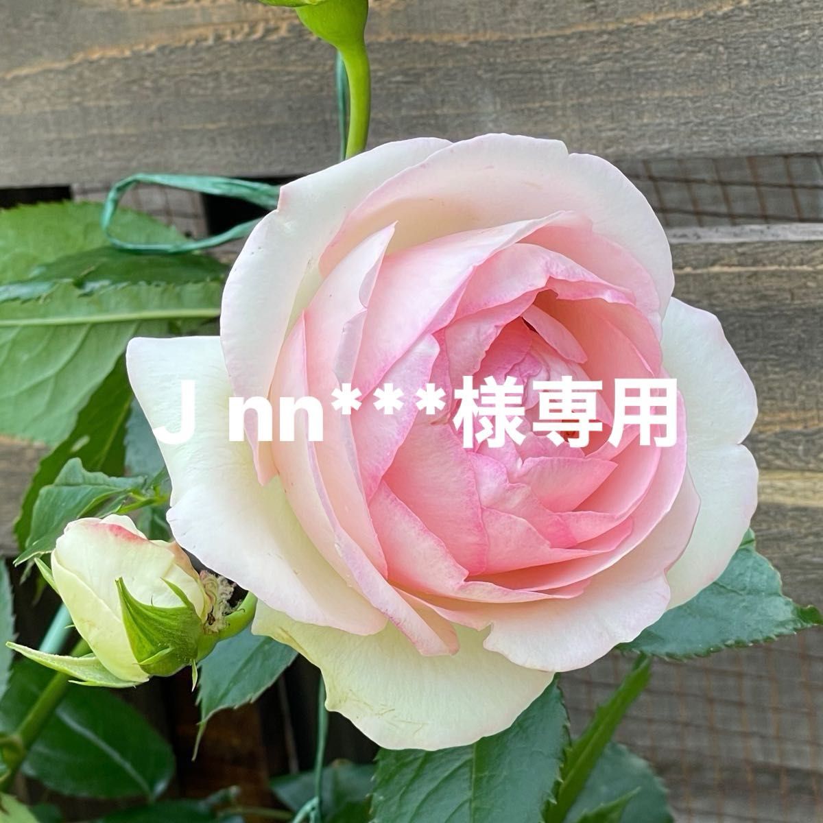 薔薇　挿し穂苗　ピエールドゥロンサール　バラ苗