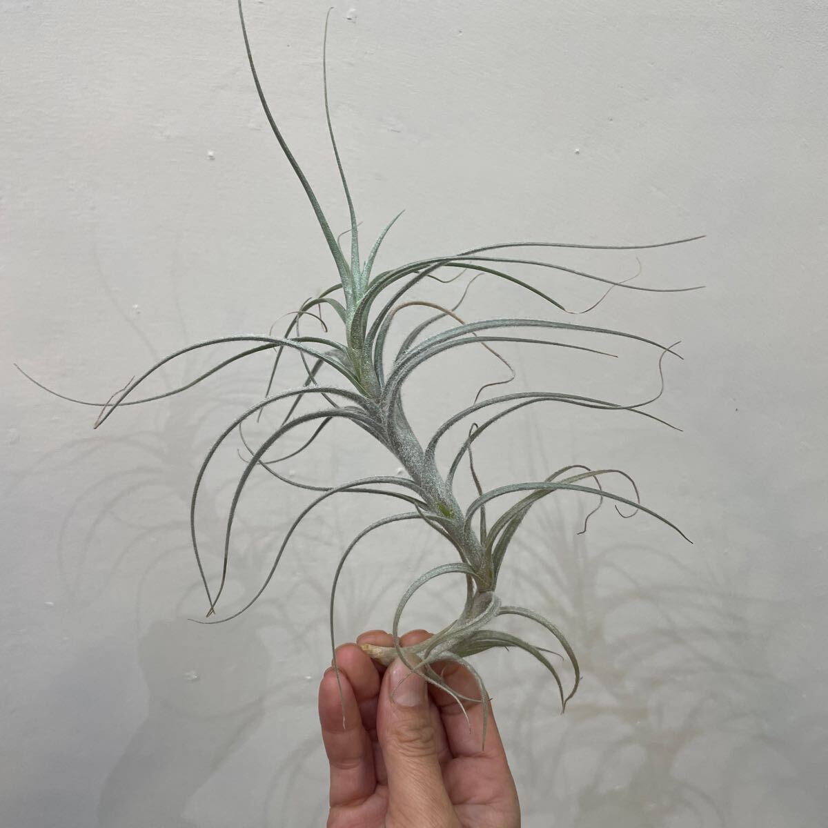 ［Pof］Tillandsia tectorum Caulescent Form ティランジア・テクトラム・カウレッセントフォーム①の画像2