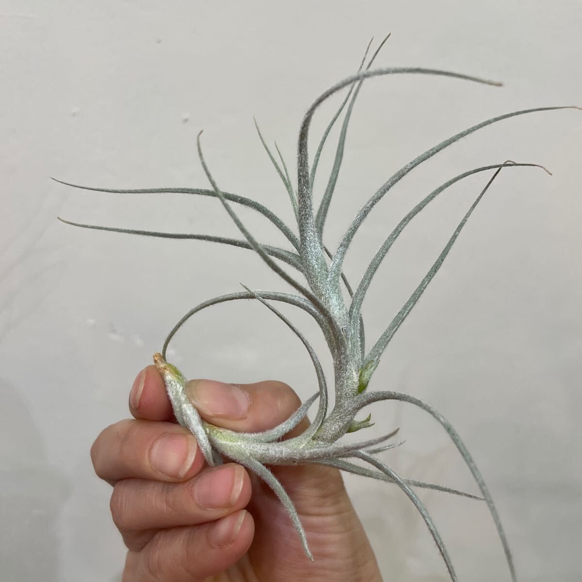 [Pof]Tillandsia tectorum Caulescent Formti Ran jia* tech tiger m*kaure cent foam ②