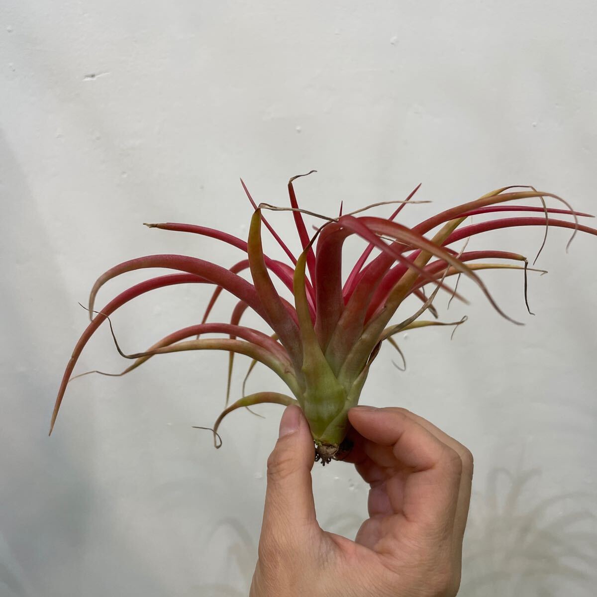 ［Pof］Tillandsia 'Marvelous Masterpiece' ティランジア・マーベラス マスターピース②_画像4