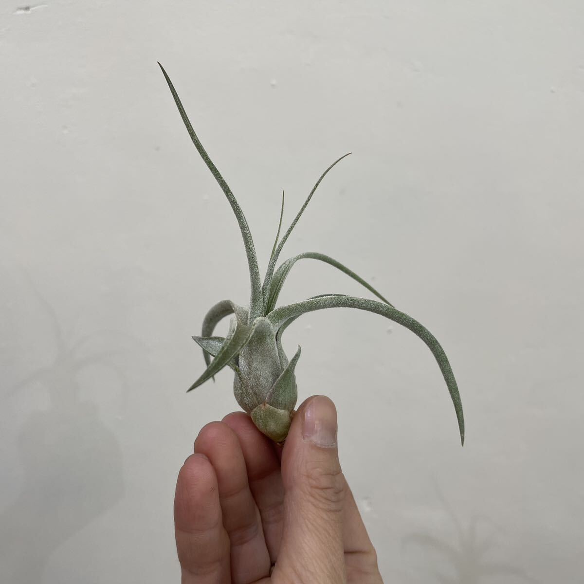 ［Pof］Tillandsia Lucille ティランジア・ルシール①の画像3