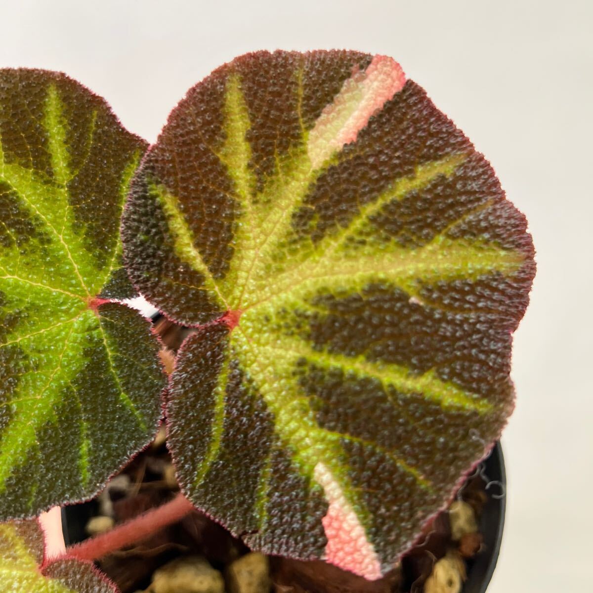 ［Pof］Begonia soli-mutata variegata ベゴニア・ソリムタータ・斑入り_画像3