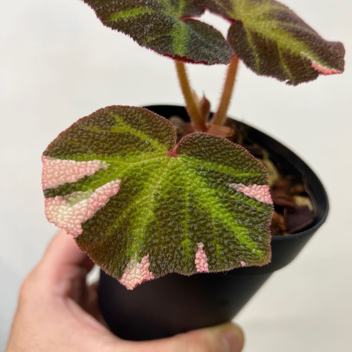 ［Pof］Begonia soli-mutata variegata ベゴニア・ソリムタータ・斑入り_画像2