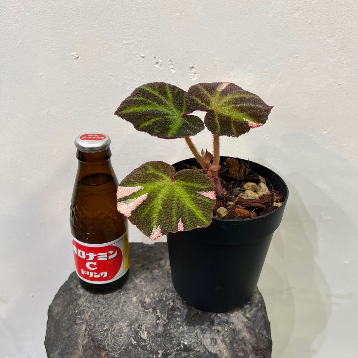 ［Pof］Begonia soli-mutata variegata ベゴニア・ソリムタータ・斑入り_画像5