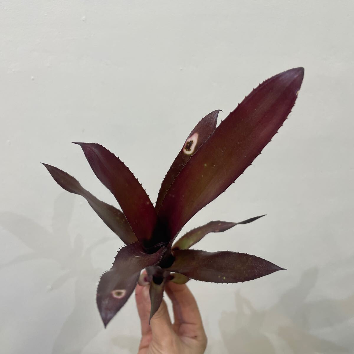 ［Pof］Billbergia 'Beadleman' ビルベルギア・ビードルマン②_画像4