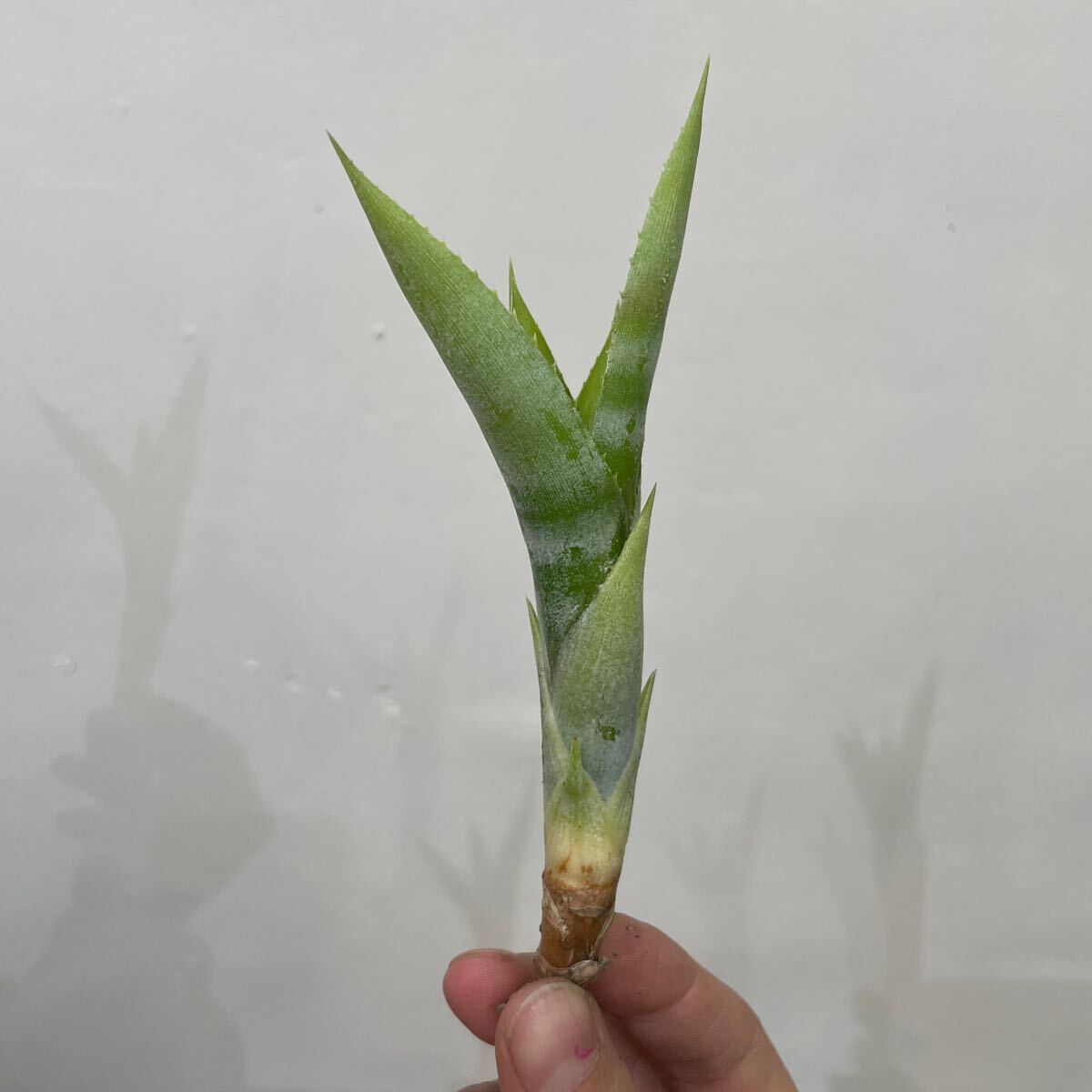 ［Pof］Billbergia zebrina alba ビルベルギア・ゼブリナ・アルバ_画像3