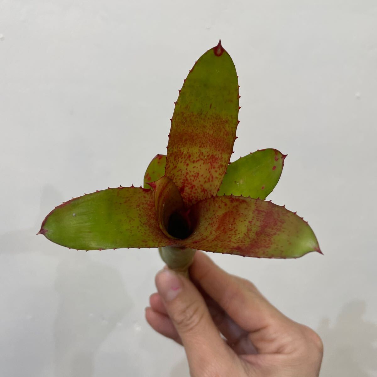 ［Pof］Neoregelia Aurora ネオレゲリア・オーロラ_画像1